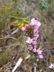 Boronia