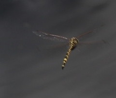 Hemicordulia intermedia