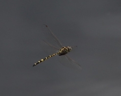 Hemicordulia intermedia