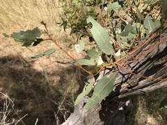 Eucalyptus socialis