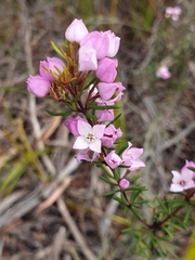 Boronia