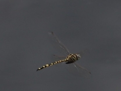 Hemicordulia intermedia