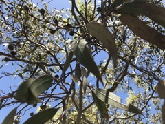 Eucalyptus socialis