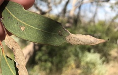 Eucalyptus socialis