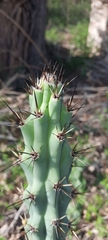 Cereus aethiops