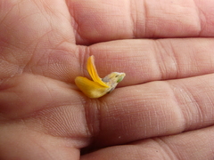 Aspalathus oblongifolia