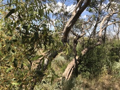 Eucalyptus socialis