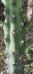 Cereus aethiops