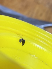 Ochetellus punctatissimus