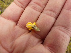 Aspalathus oblongifolia