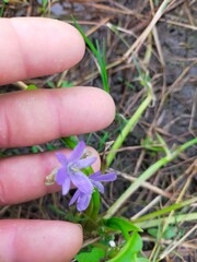 Pontederia vaginalis