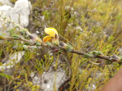 Aspalathus oblongifolia