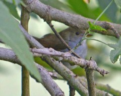 Catharus aurantiirostris