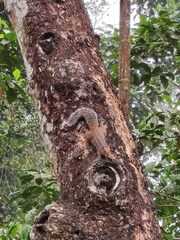 Funambulus tristriatus