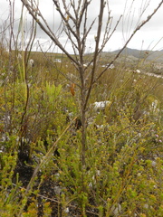 Aspalathus oblongifolia