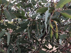 Eucalyptus phenax