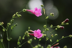Strobilanthes hamiltoniana