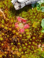Drosera pygmaea
