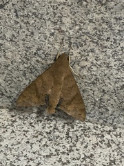 Pachylioides resumens