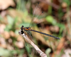 Austroargiolestes chrysoides