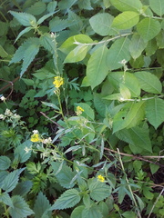Erysimum marschallianum