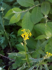 Erysimum marschallianum
