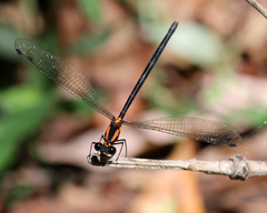 Austroargiolestes chrysoides