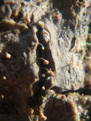 Sclerophora amabilis