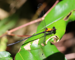 Austroargiolestes chrysoides
