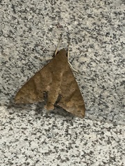 Pachylioides resumens