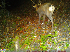 Cervus nippon centralis