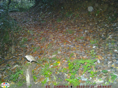 Zoothera aurea