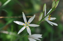 Anthericum liliago