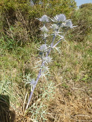 Eryngium bourgatii