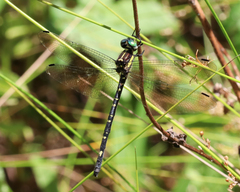 Eusynthemis nigra