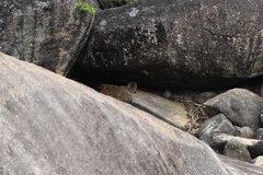 Petrogale mareeba