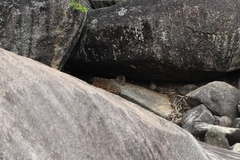 Petrogale mareeba