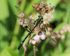 Austrogomphus ochraceus