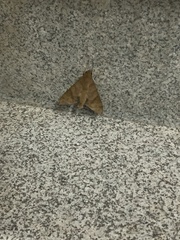 Pachylioides resumens