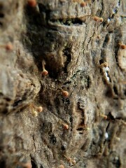 Sclerophora amabilis