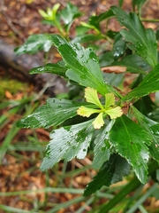 Phyllocladus aspleniifolius