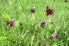 Pulsatilla rubra
