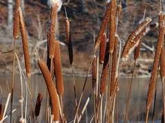 Typha angustifolia