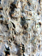 Sclerophora amabilis