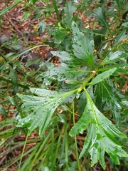 Phyllocladus aspleniifolius