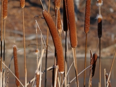Typha angustifolia