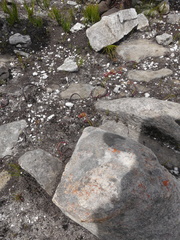 Codonorhiza micrantha