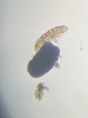 Eutardigrada