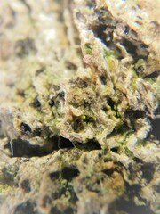 Sclerophora amabilis