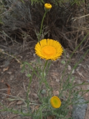 Hysterionica jasionoides
